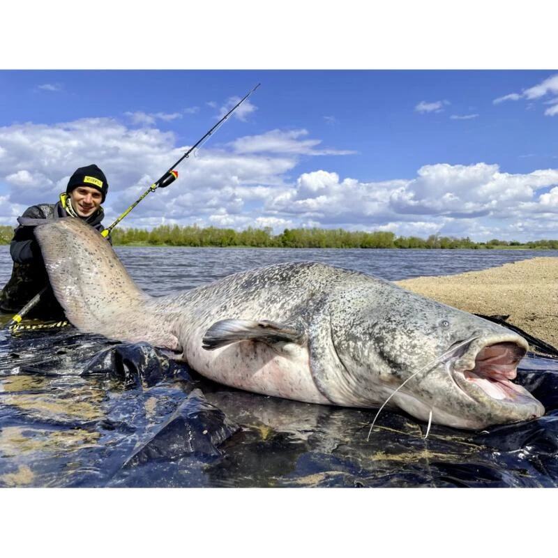 Canne Silure Black Cat Perfect Passion XH-S (455g - 2m80 - Max 350g - 2 - 140cm) â Image 4